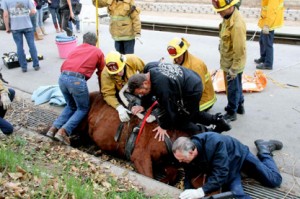 Fire and emergency crew struggle to free the downed mare from the storm drain.