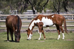 Sequoia, a Chestnut Paint seen grazing here with her pal Merlot, a bay, is a rarity among equines - a domestic horse afforded a naturalistic lifestyle.